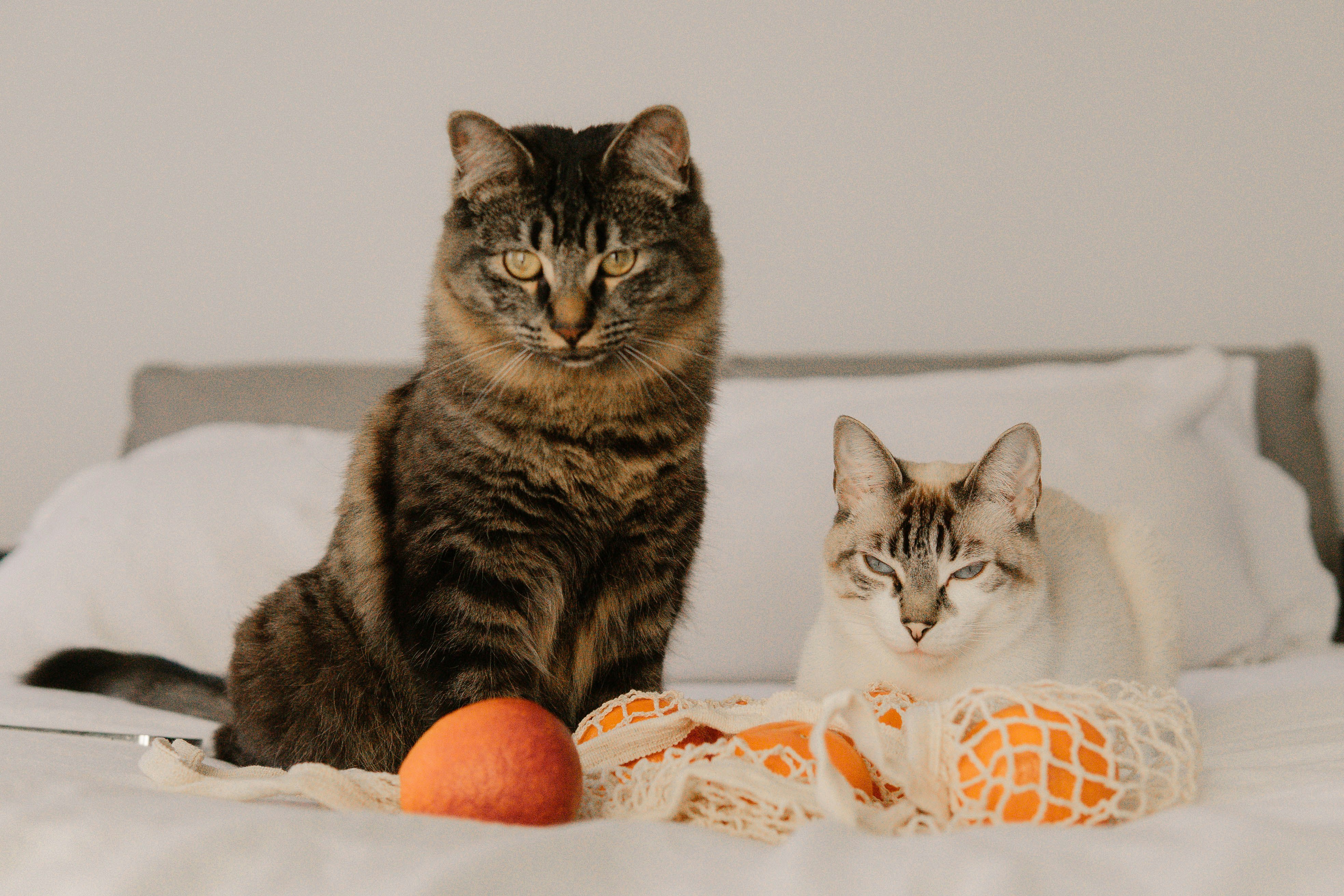 brown tabby cat on white table